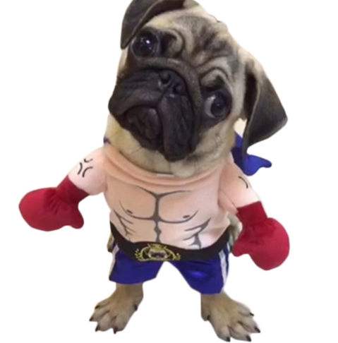 Pet Boxer Halloween Costume