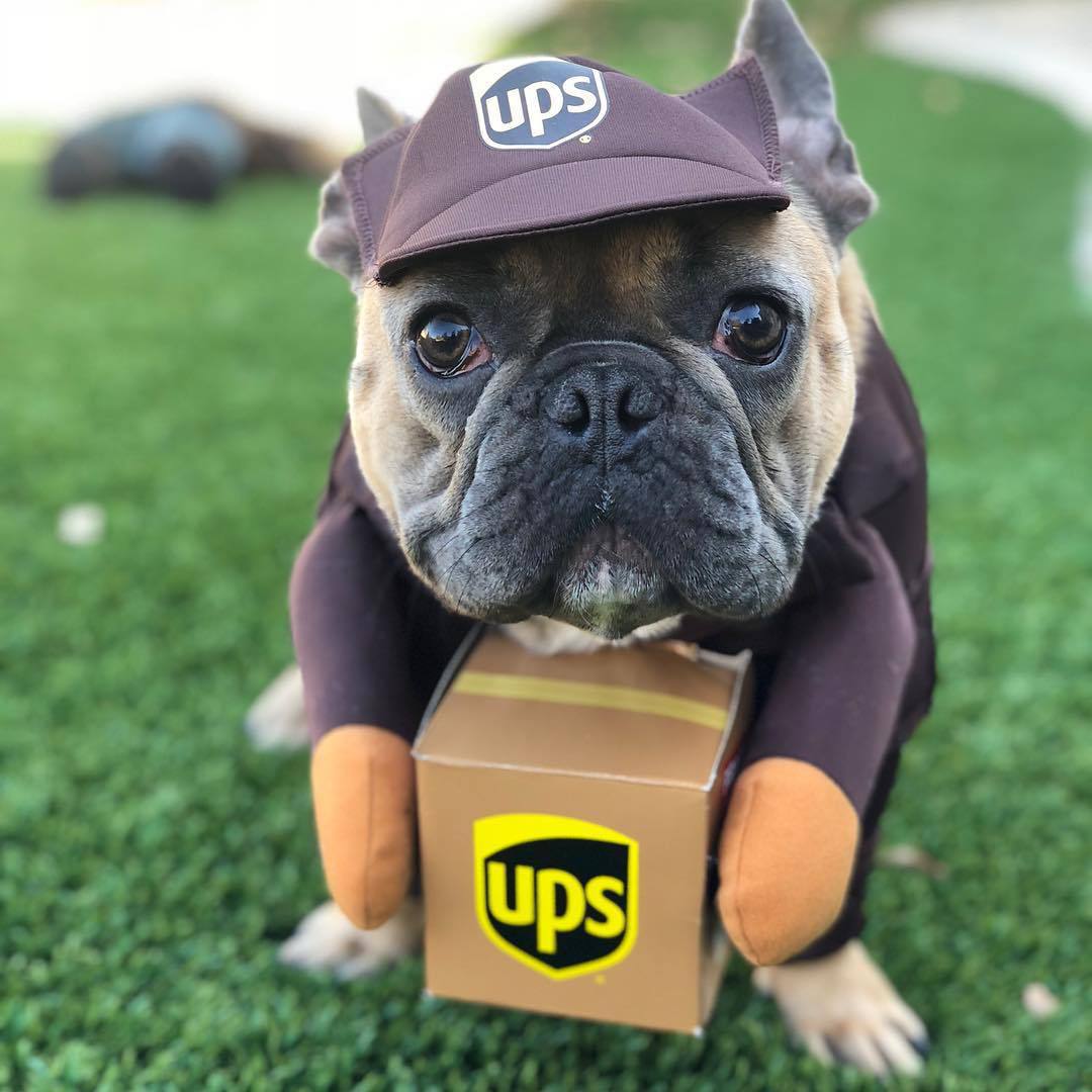 Hilariously Funny Delivery Dog Uniforms "THEY ABSOLUTLY DELIVER"