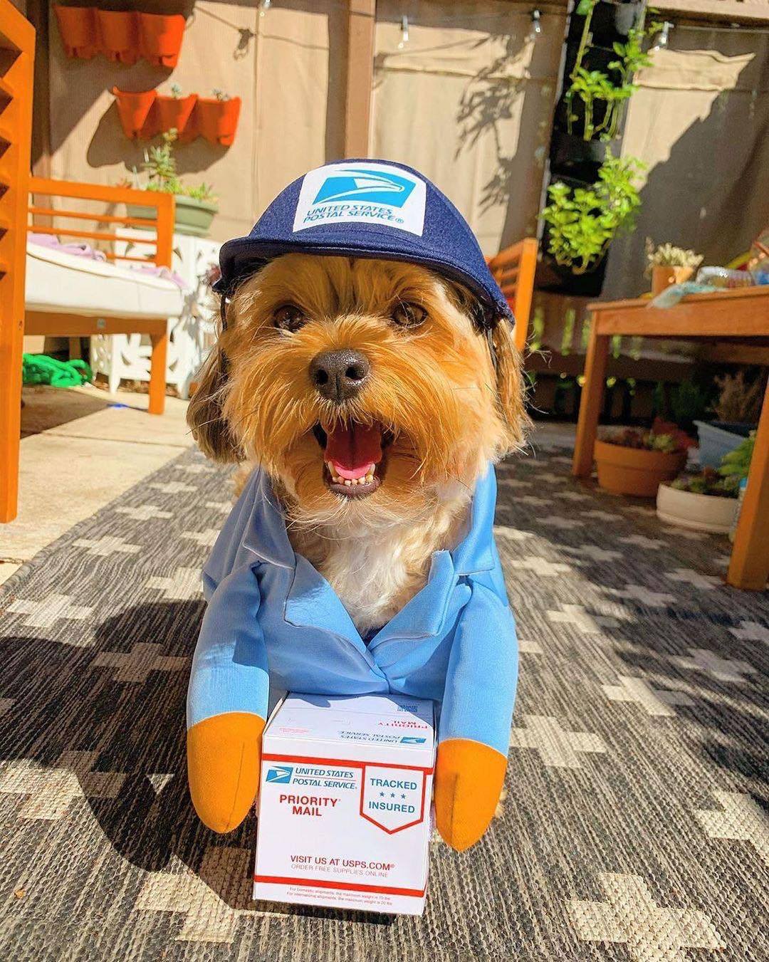 Hilariously Funny Delivery Dog Uniforms "THEY ABSOLUTLY DELIVER"